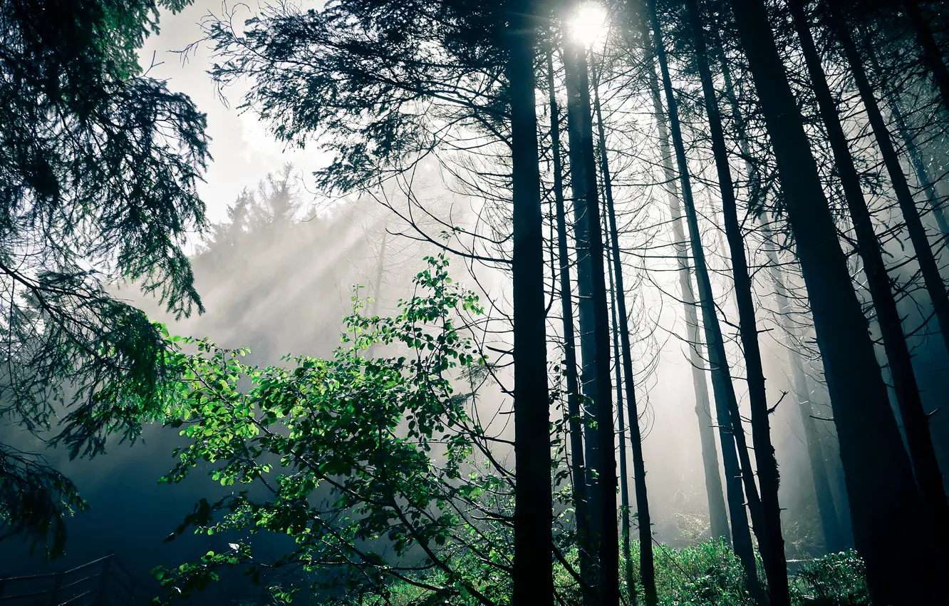 Photo wallpaper forest, the sun, light, trees, nature