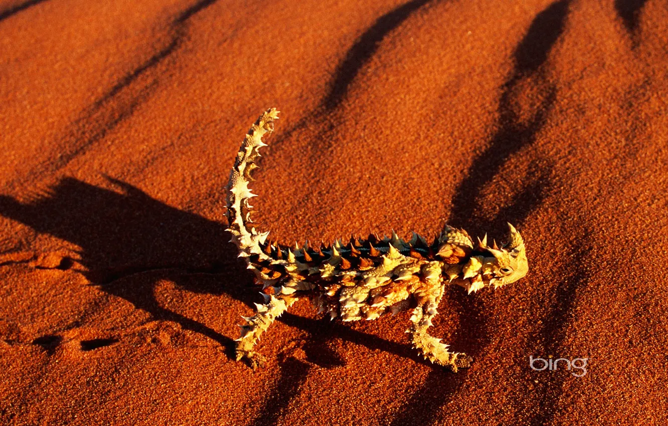 Photo wallpaper sand, sunset, desert, lizard, Moloch
