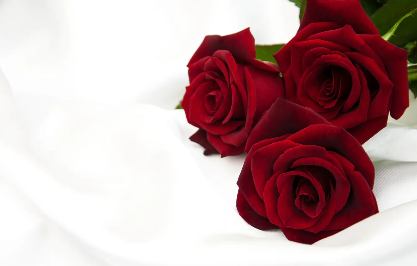 Photo wallpaper red, roses, buds, Olena Rudo
