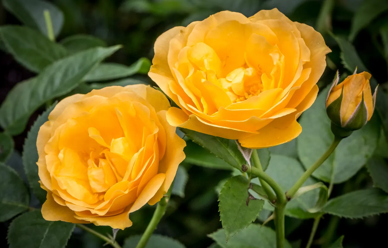 Photo wallpaper macro, yellow, roses