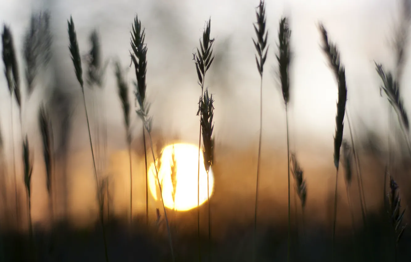 Photo wallpaper grass, the sun, sunset, spikelets