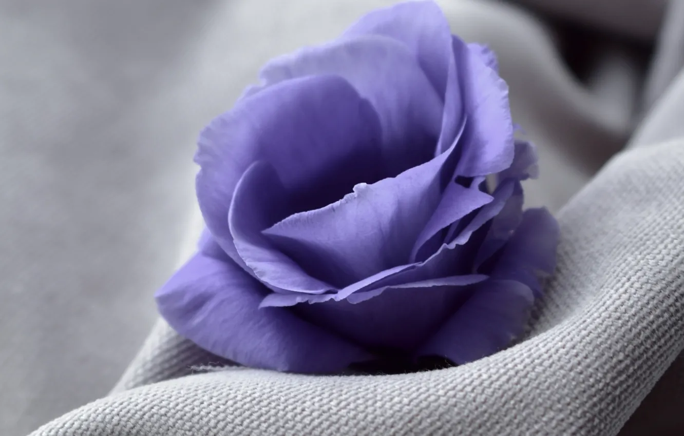 Photo wallpaper flowers, close-up, fabric