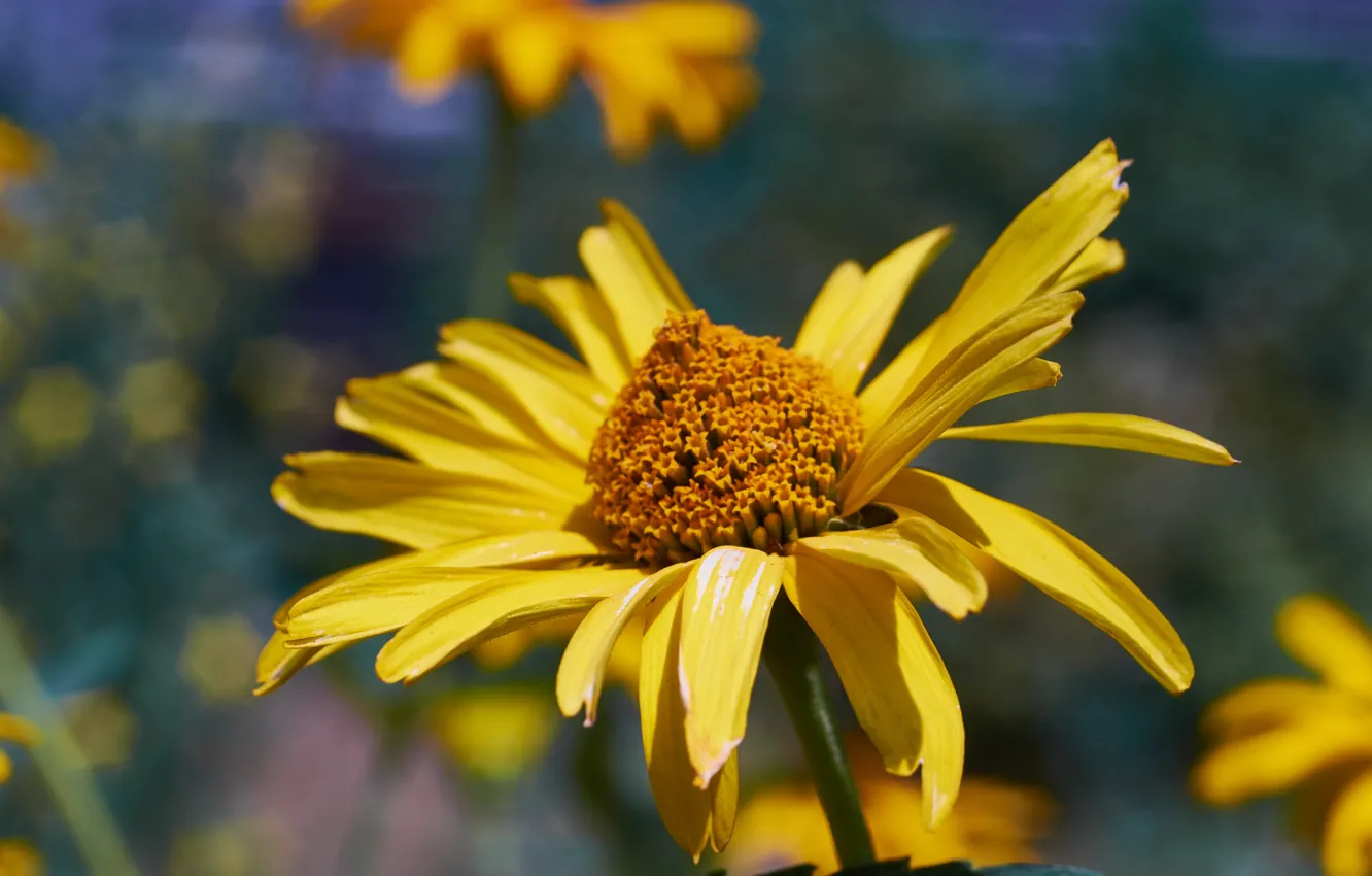 Photo wallpaper macro, flowers, yellow