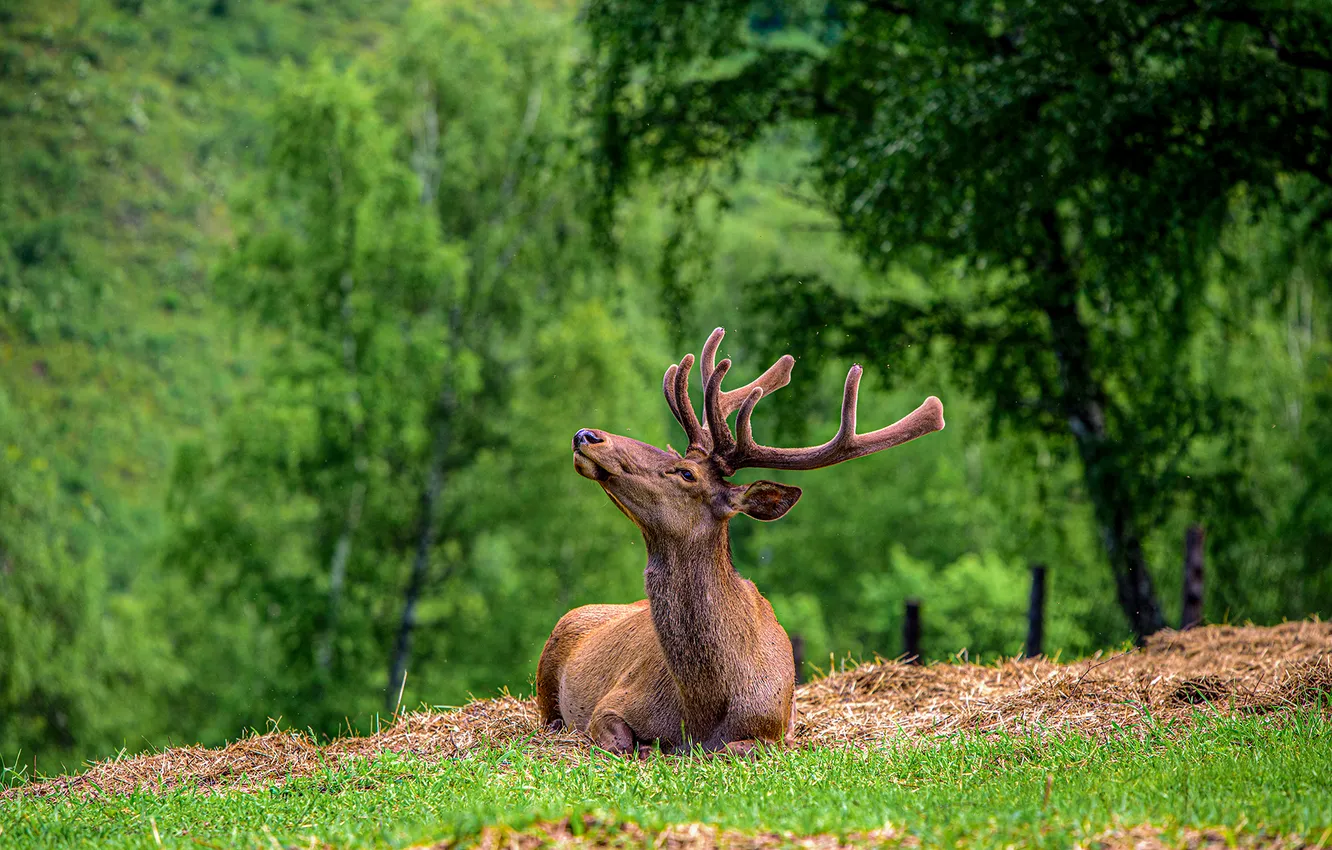 Photo wallpaper trees, horns, maral, otah, Maxim Usanin