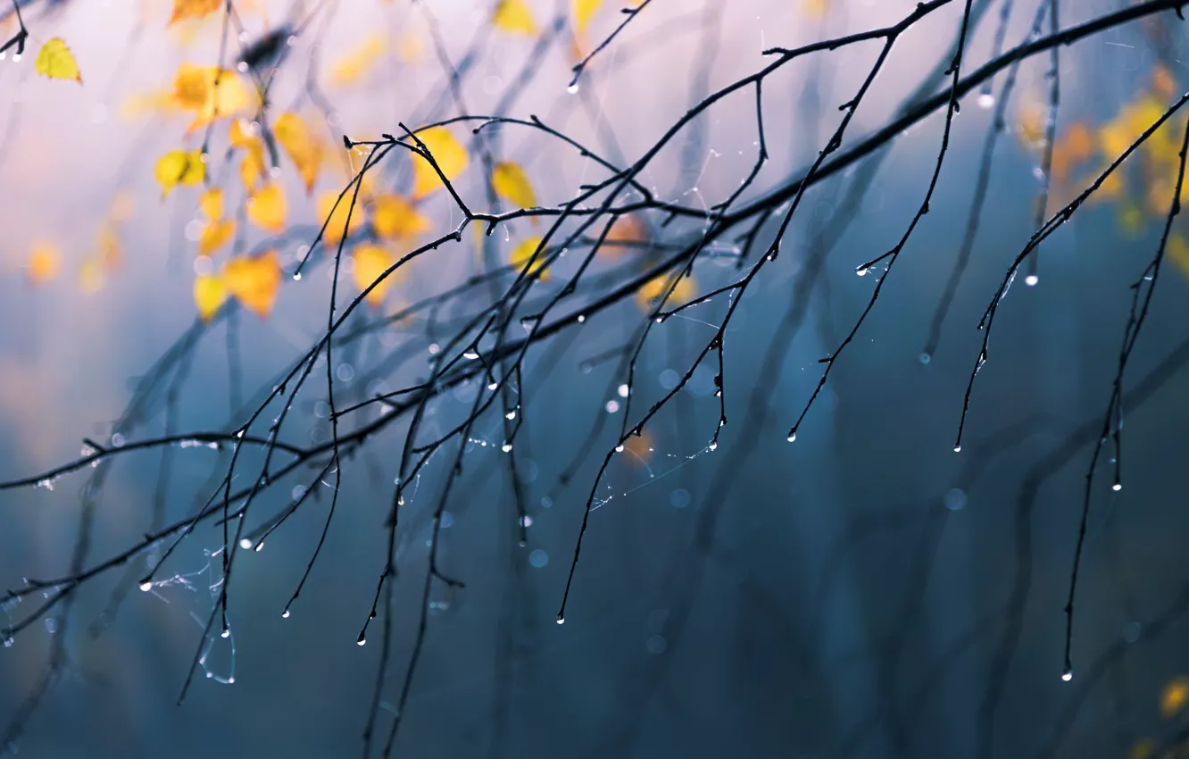 Photo wallpaper autumn, drops, branches