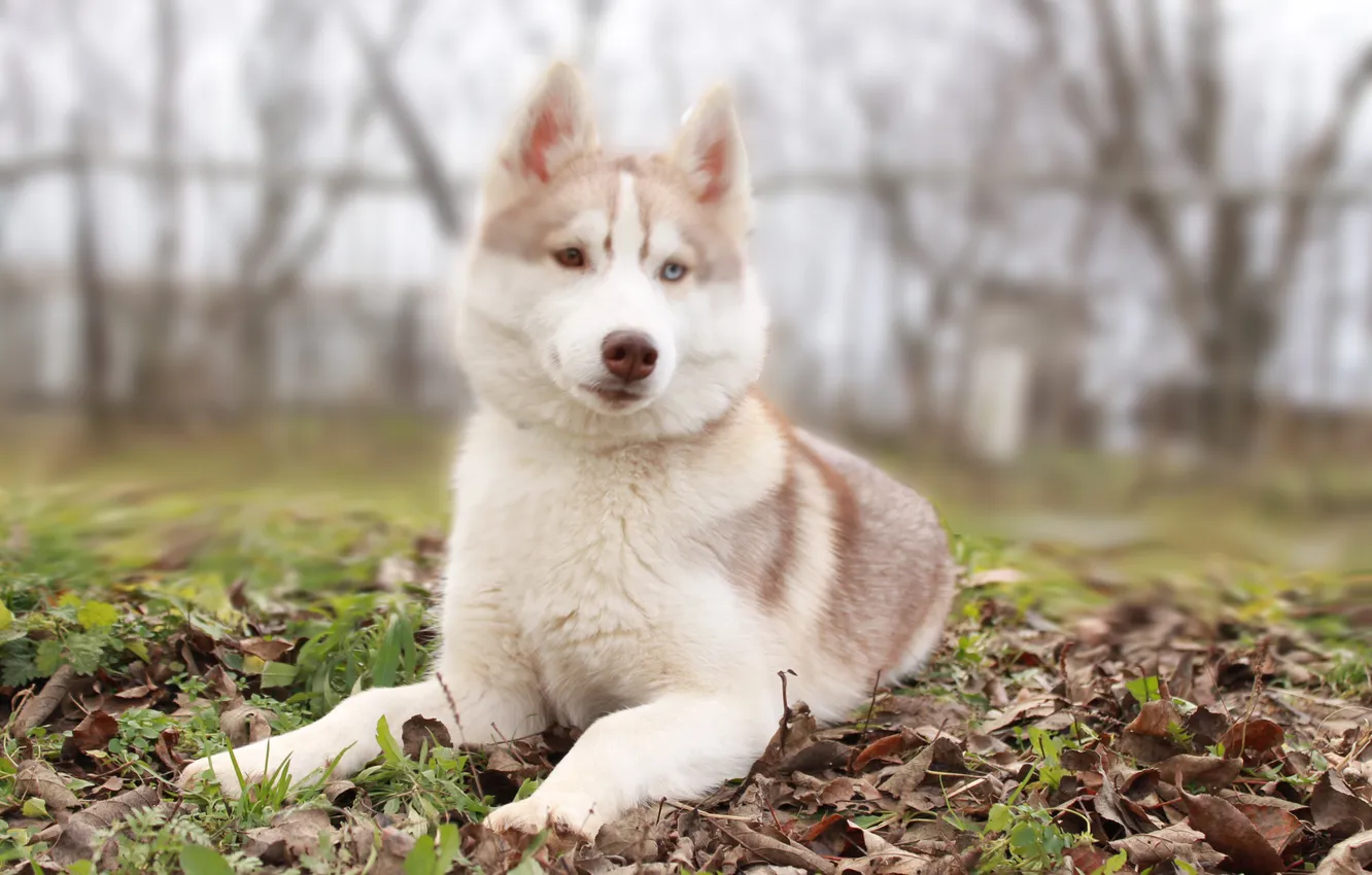 Photo wallpaper animals, dog, siberian husky, shaggy