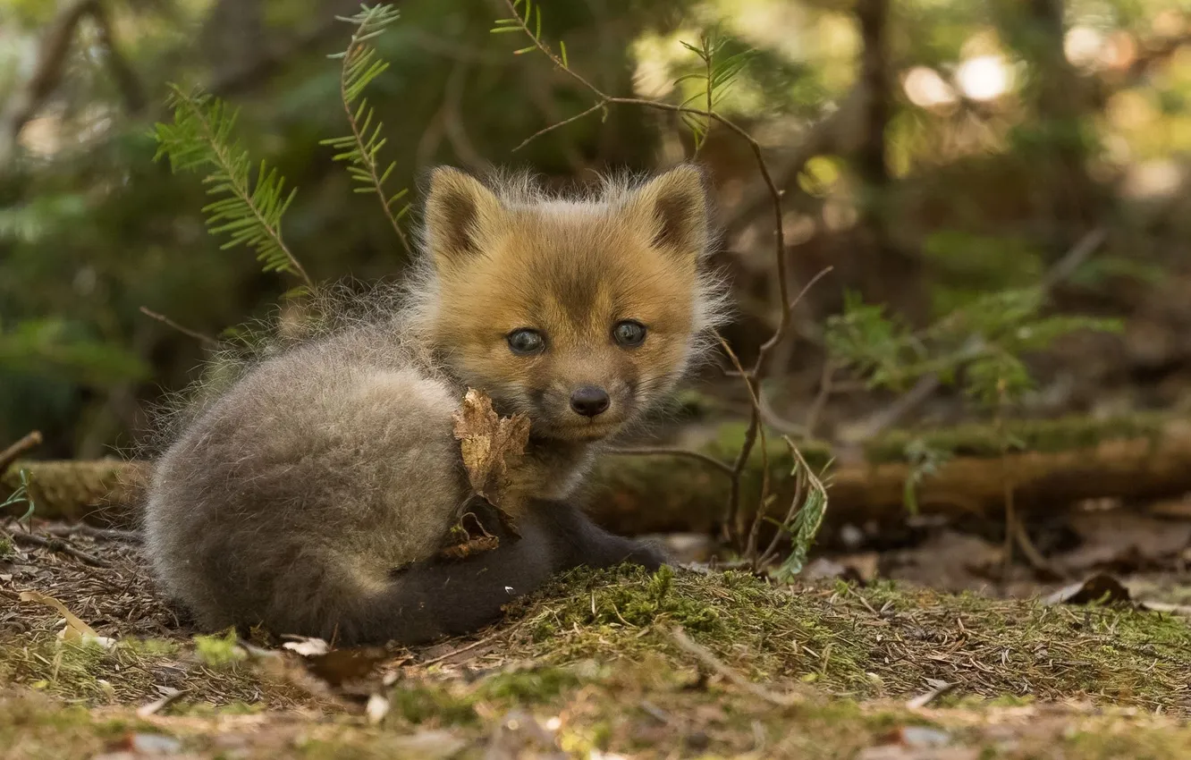 Photo wallpaper grass, fox, animals, wildlife