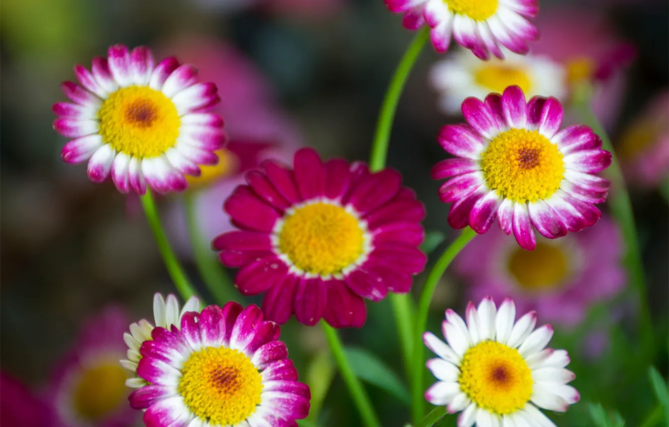 Photo wallpaper chamomile, bokeh, Argyranthemum