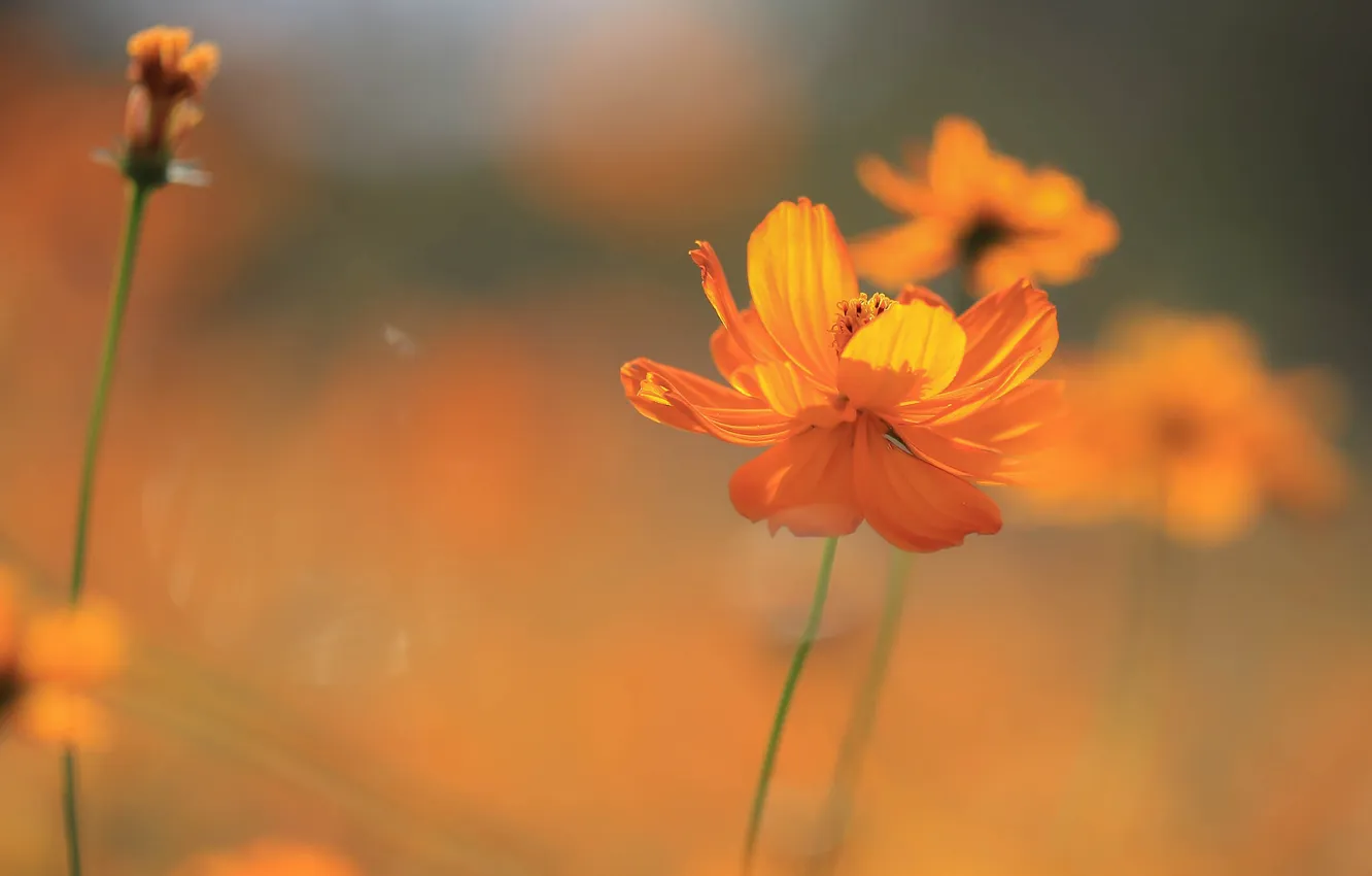 Photo wallpaper field, flowers, nature, plant, petals, stem, meadow