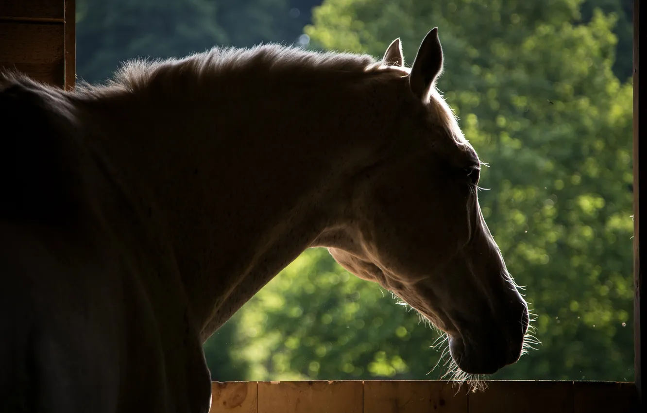Photo wallpaper face, background, horse