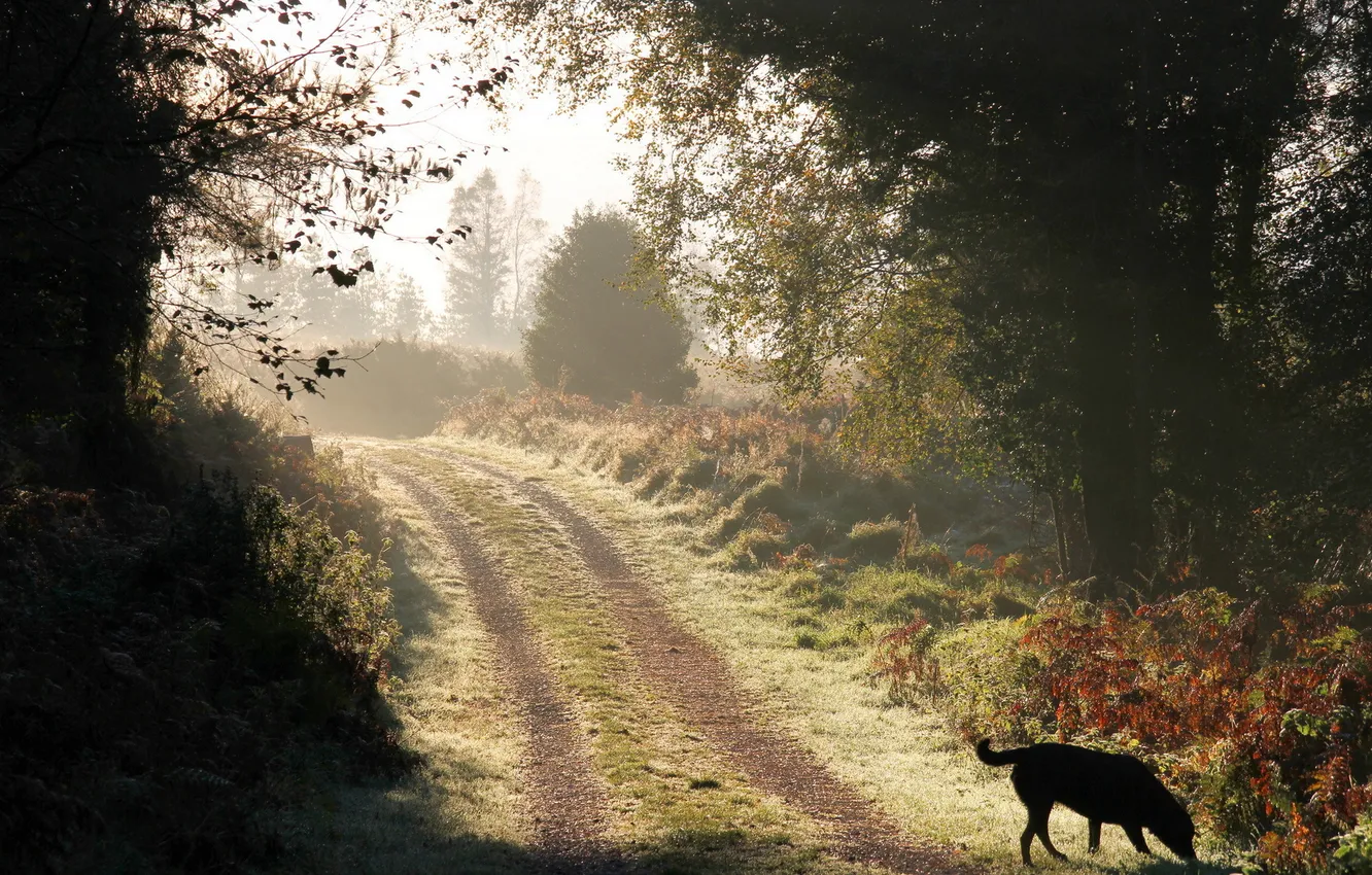 Photo wallpaper road, landscape, dog, morning