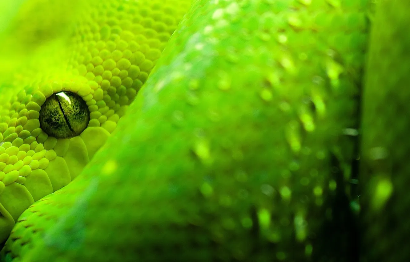 Photo wallpaper green, Snake, Python