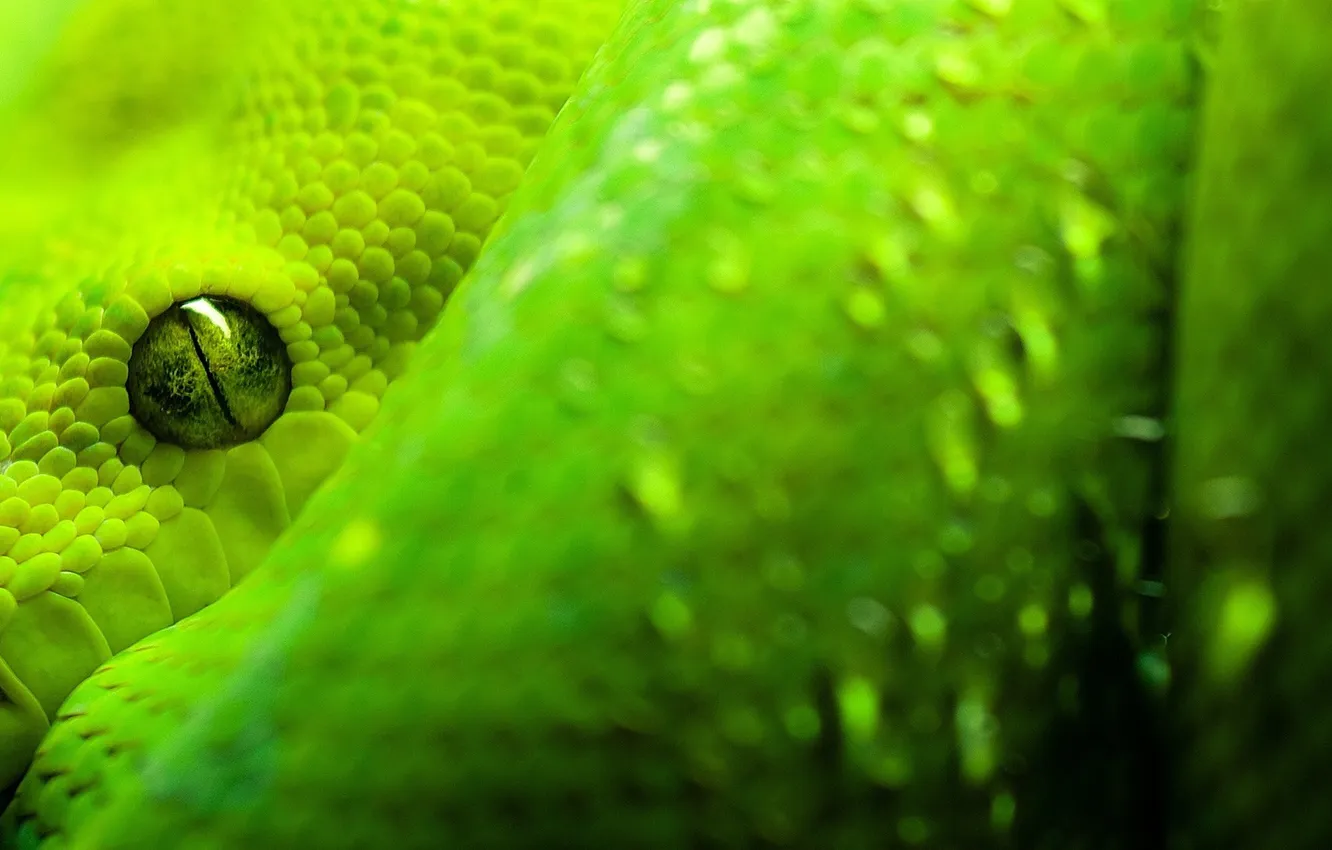 Photo wallpaper green, snake, Python