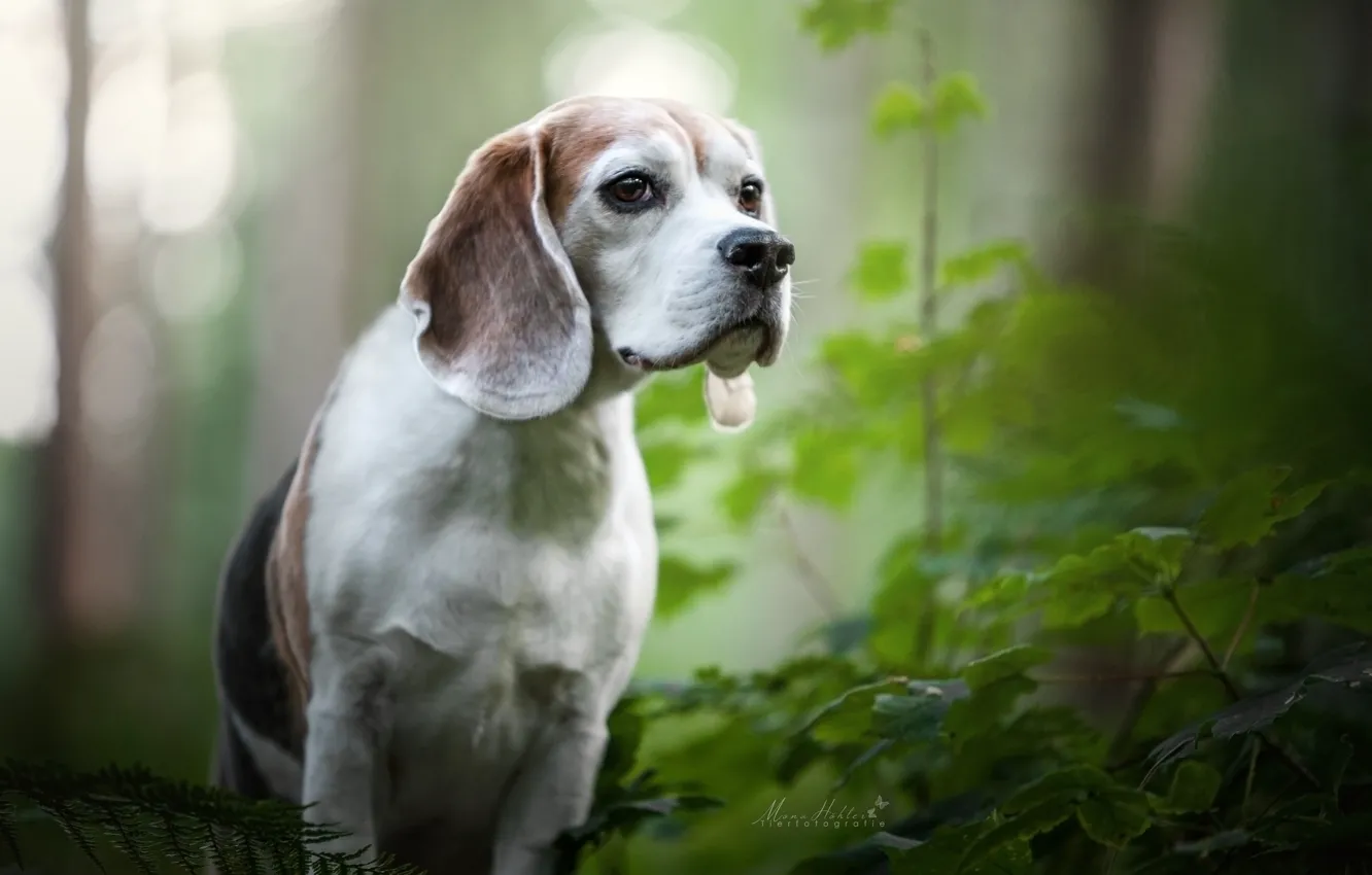 Photo wallpaper greens, dog, bokeh, Beagle