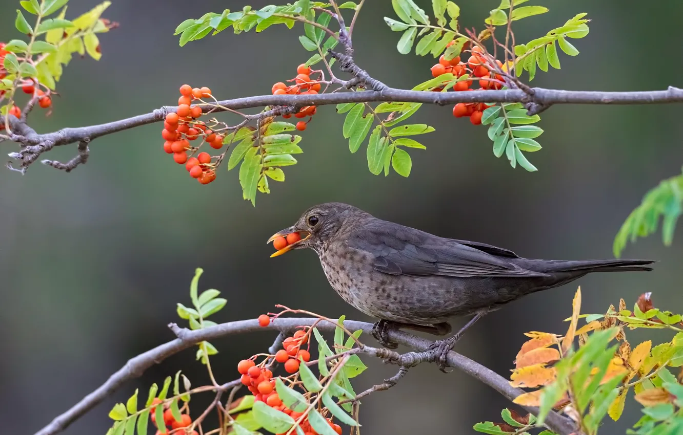 Photo wallpaper branches, berries, background, bird, Rowan, Blackbird