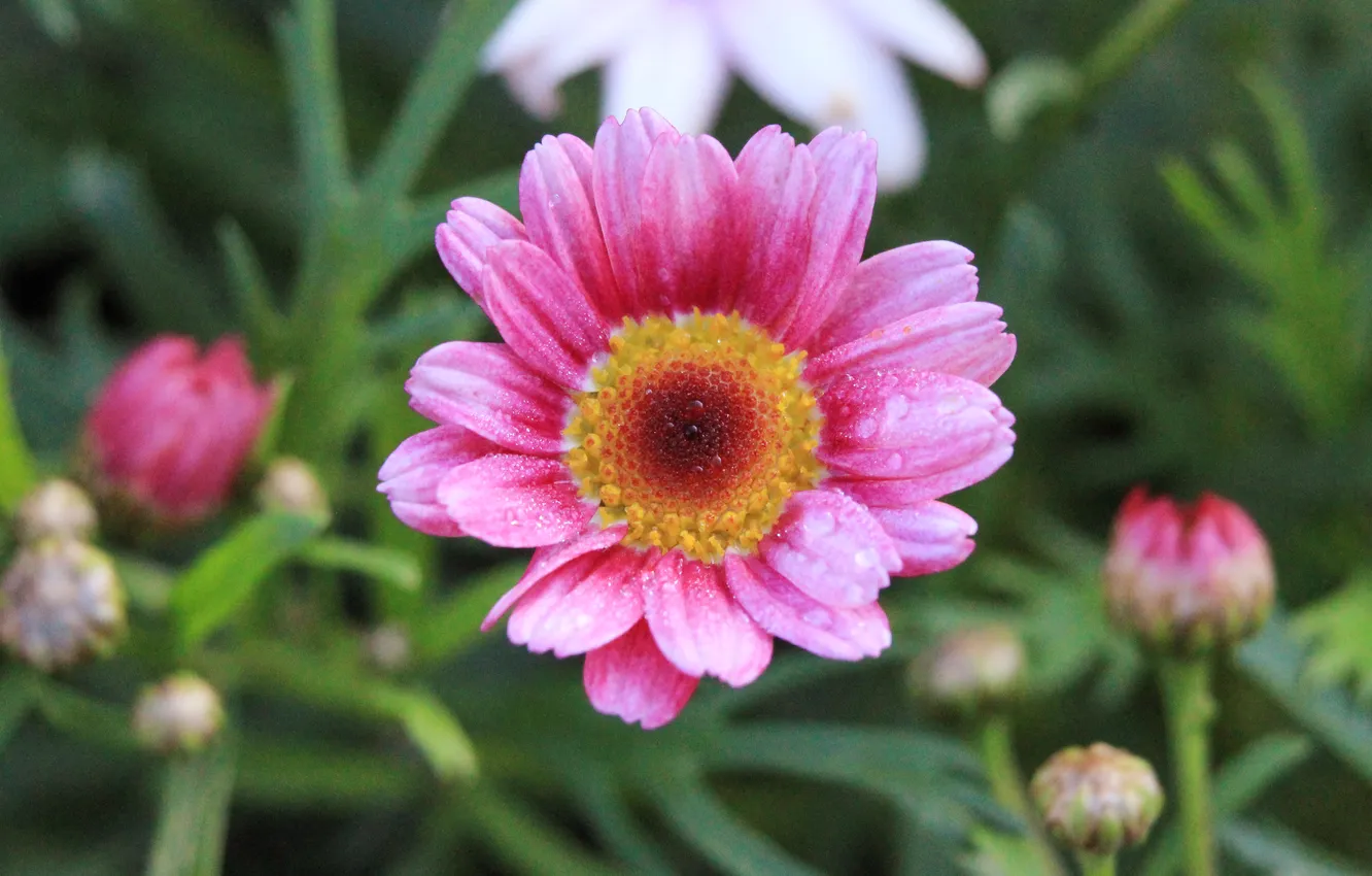 Photo wallpaper flower, pink, garden