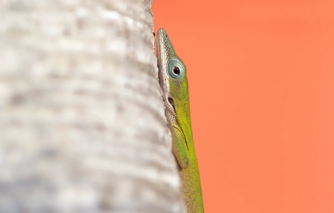 Photo wallpaper nature, background, lizard