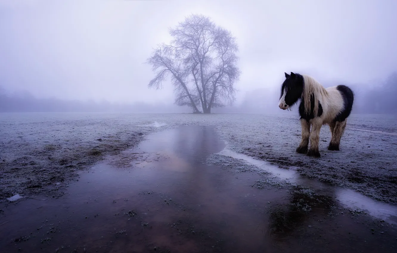 Photo wallpaper field, fog, horse