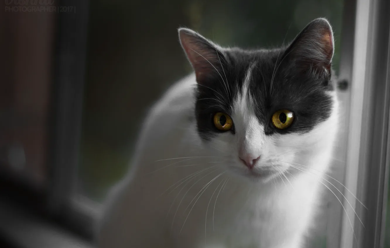 Photo wallpaper cat, look, Kote, yellow eyes, kitty, white-gray, purebred cat, white-grey cat