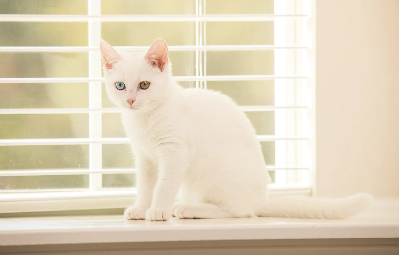 Photo wallpaper kitty, eyes, window