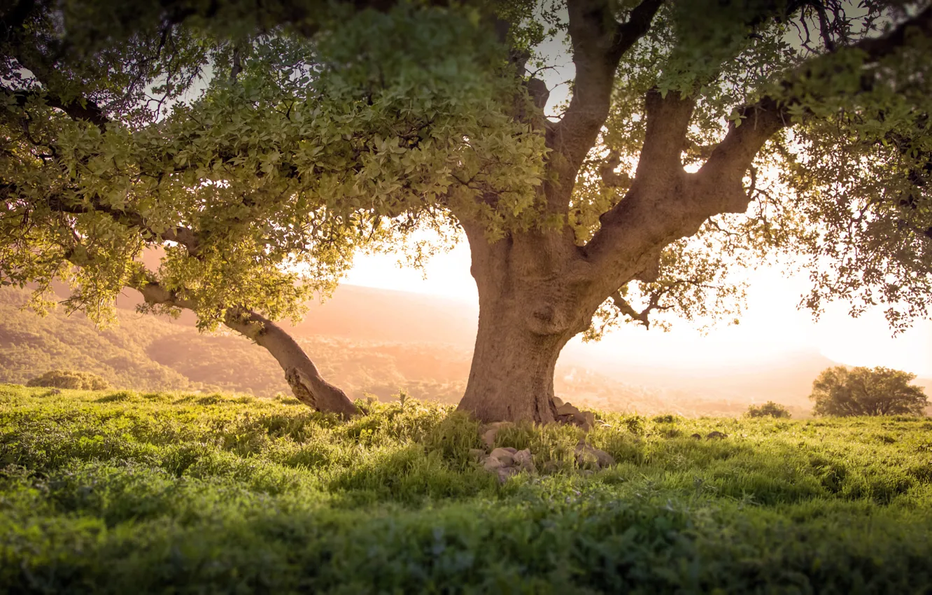 Photo wallpaper grass, tree, dawn, slope, Kurdistan