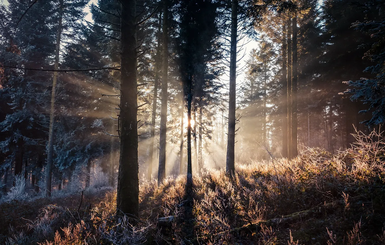 Photo wallpaper forest, light, fog