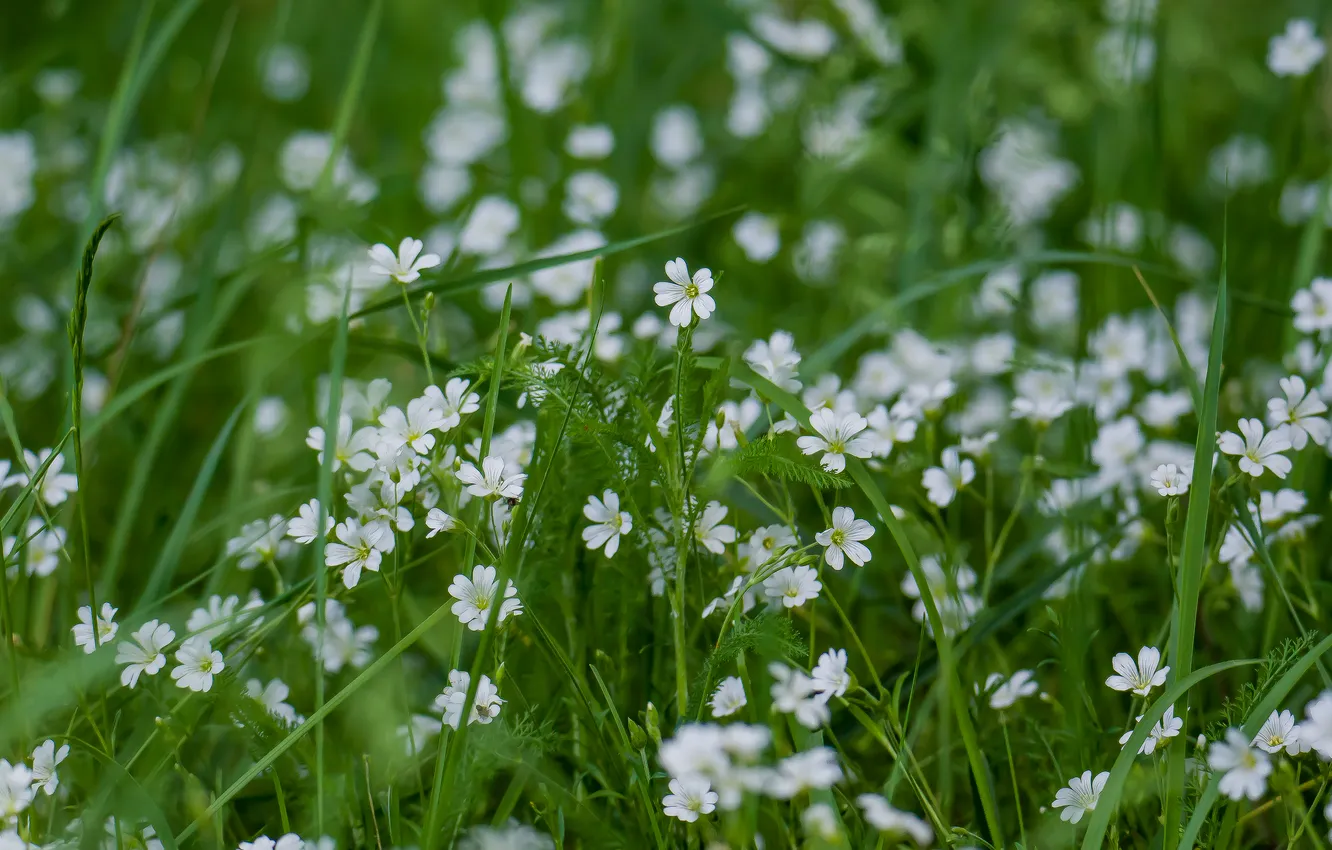 Photo wallpaper summer, nature, meadow, wildflowers