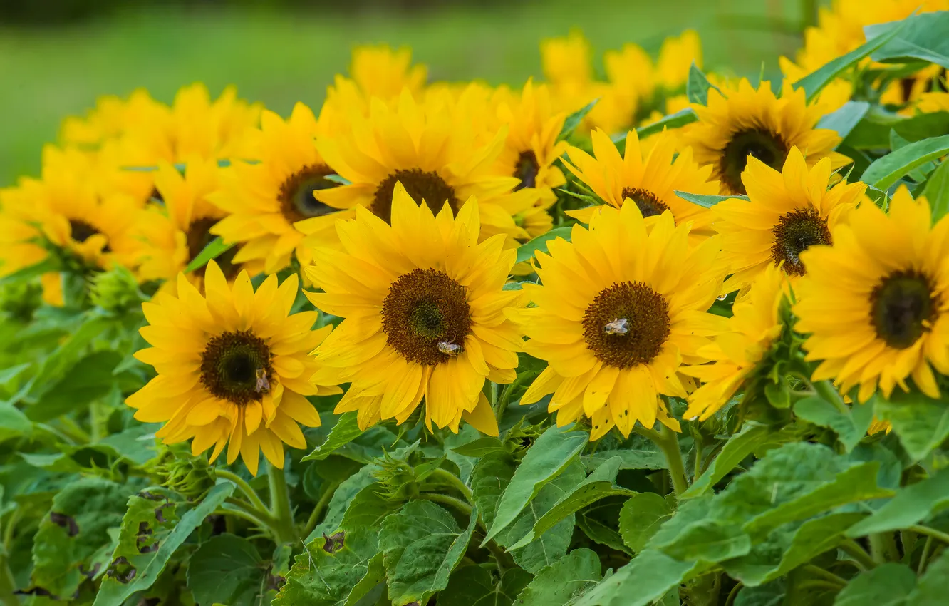 Photo wallpaper summer, sunflowers, nature, mood