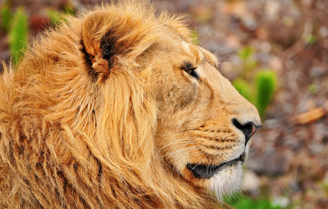 Photo wallpaper mustache, face, Leo, mane, Asian, in profile