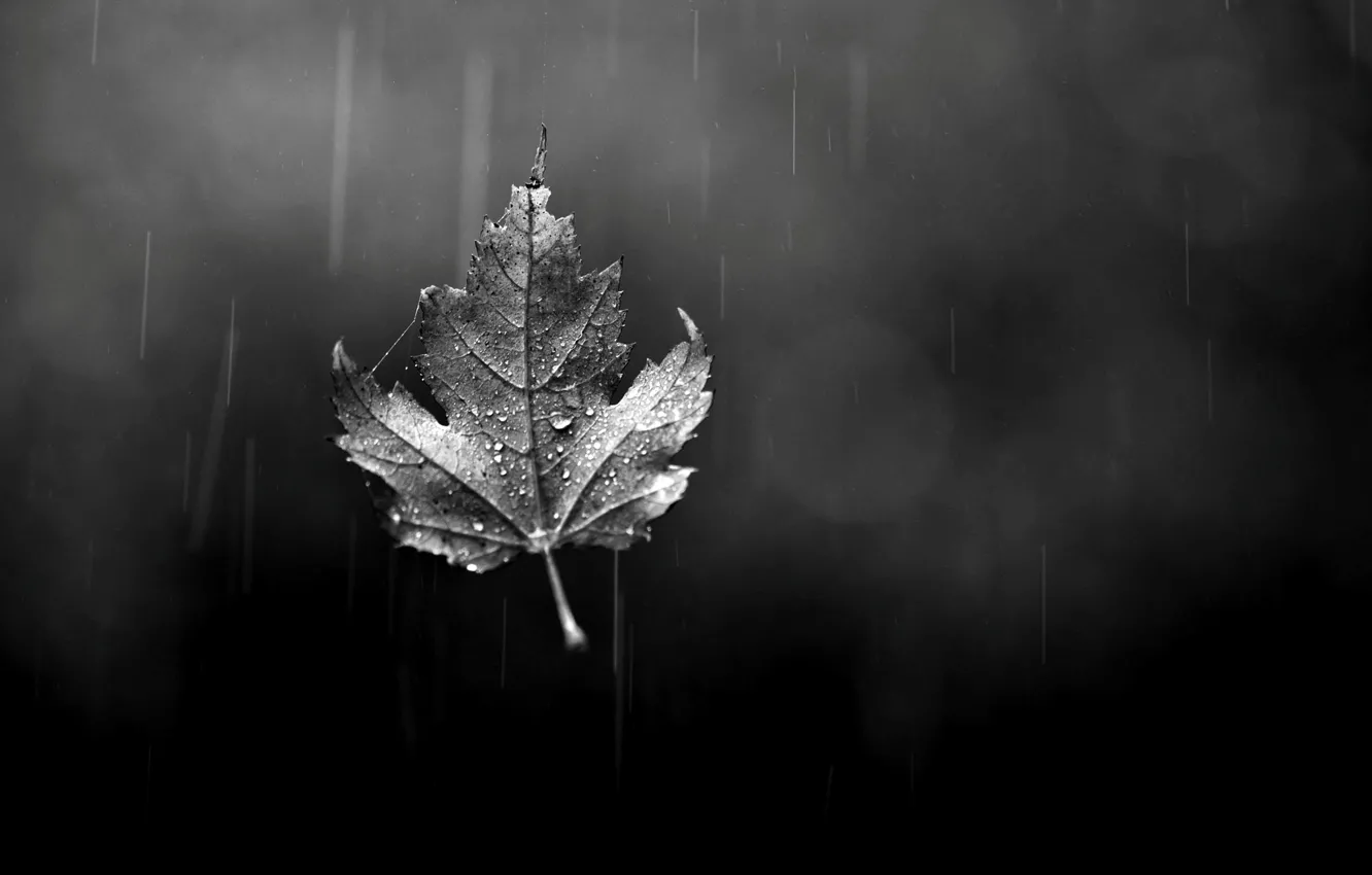 Photo wallpaper autumn, glass, drops, sheet, rain, leaf, black and white, bokeh