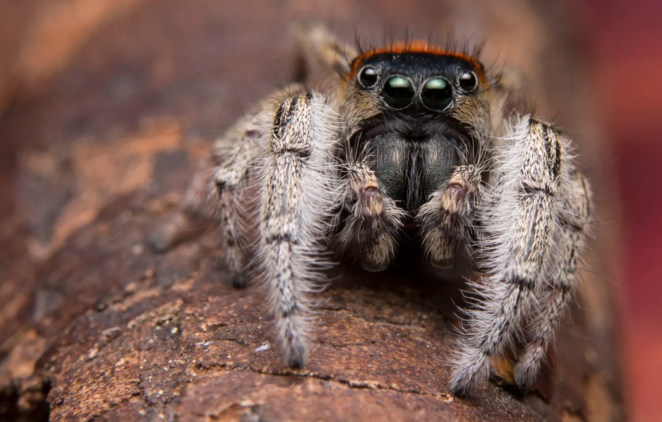 Photo wallpaper look, macro, trees, background, black, spider, bark, brown