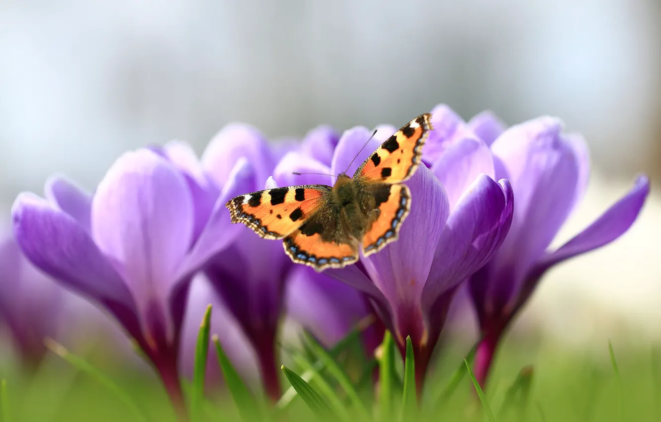 Photo wallpaper macro, flowers, butterfly, glade, spring, crocuses, insect, lilac