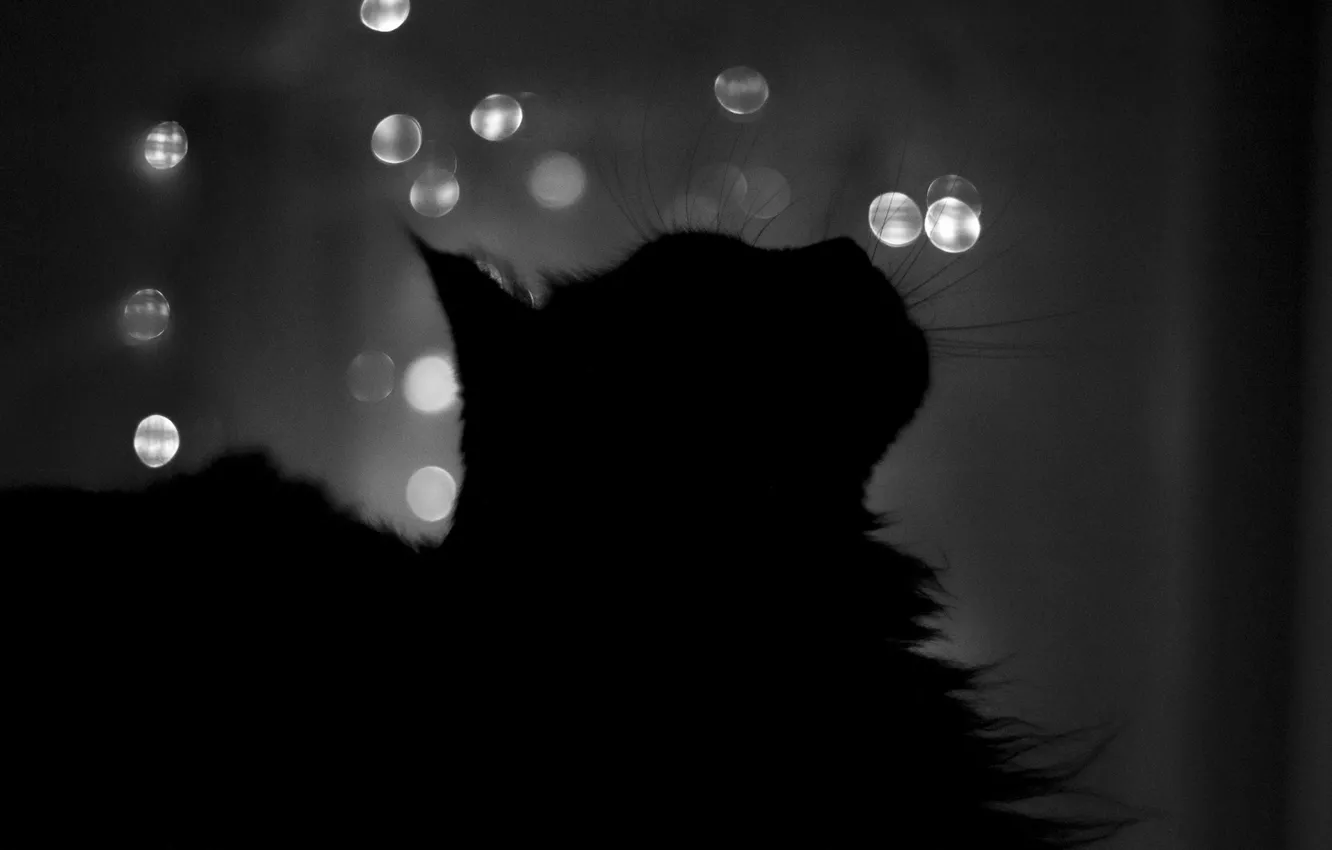 Photo wallpaper cat, Night, silhouette