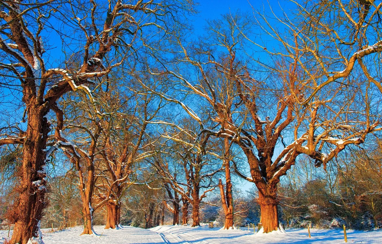 Photo wallpaper winter, trees, nature, branch. snow