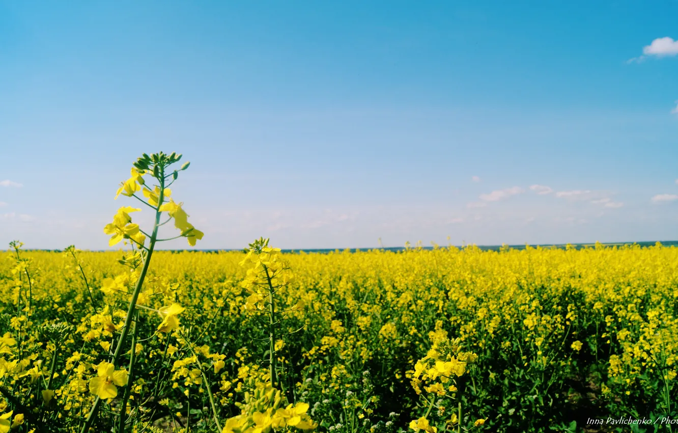 Photo wallpaper nature, color, Ukraine