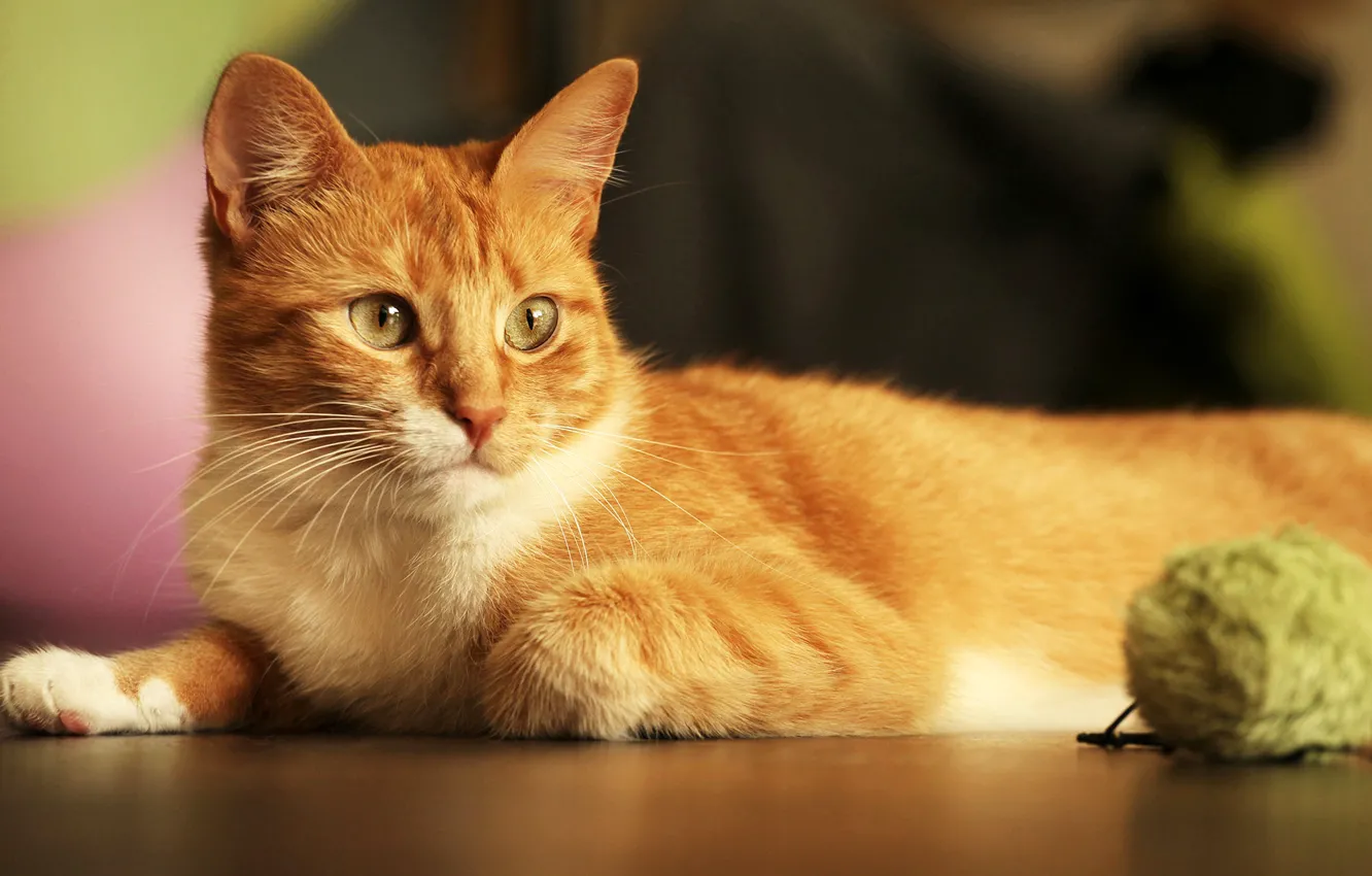 Photo wallpaper cat, tangle, lies, red, thread, on the floor, bokeh
