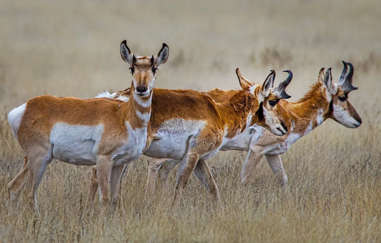Photo wallpaper grass, horns, the herd, antelope, pronghorn