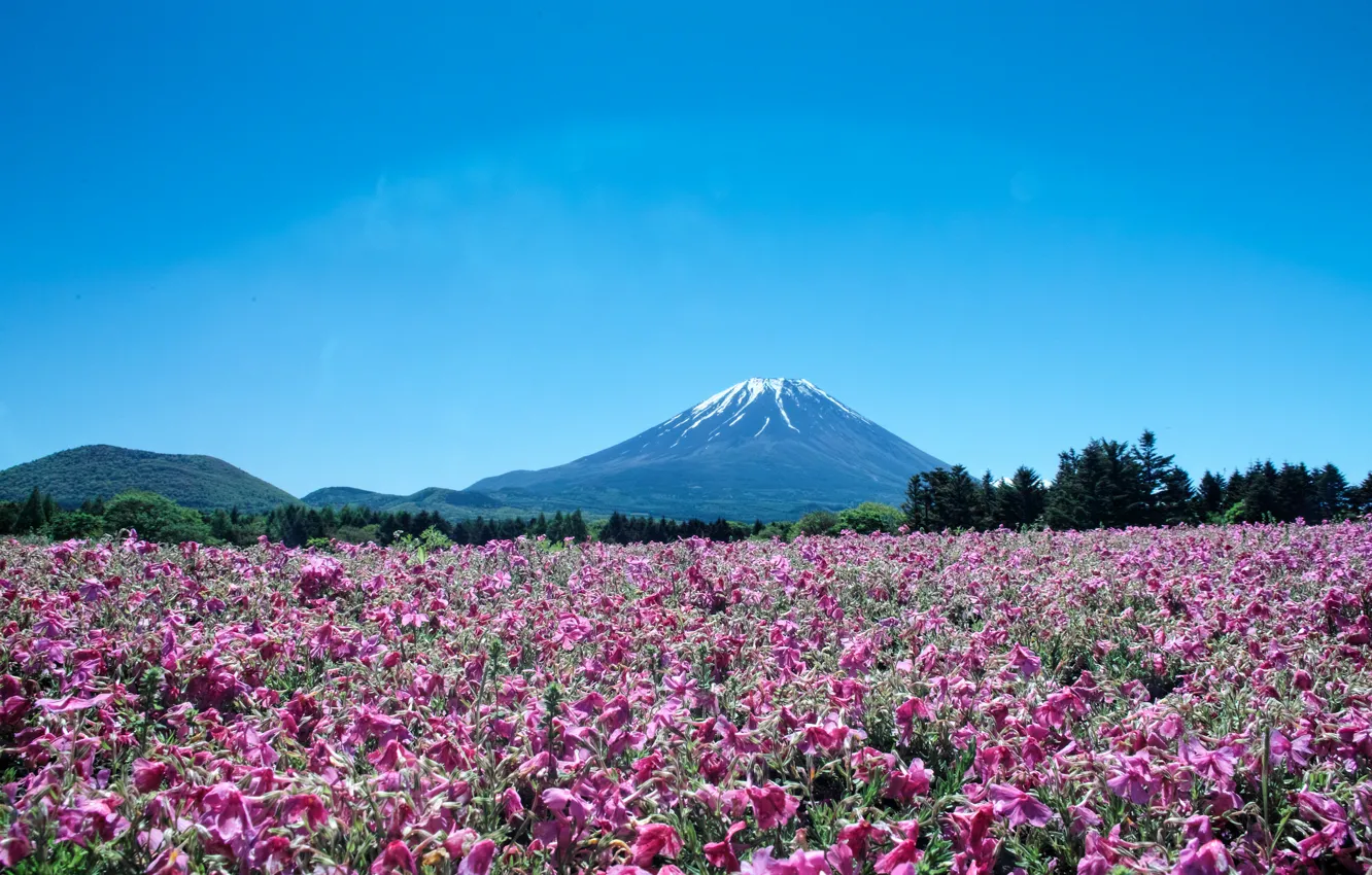 Photo wallpaper landscape, flowers, mountains, the volcano, Japan, Fuji