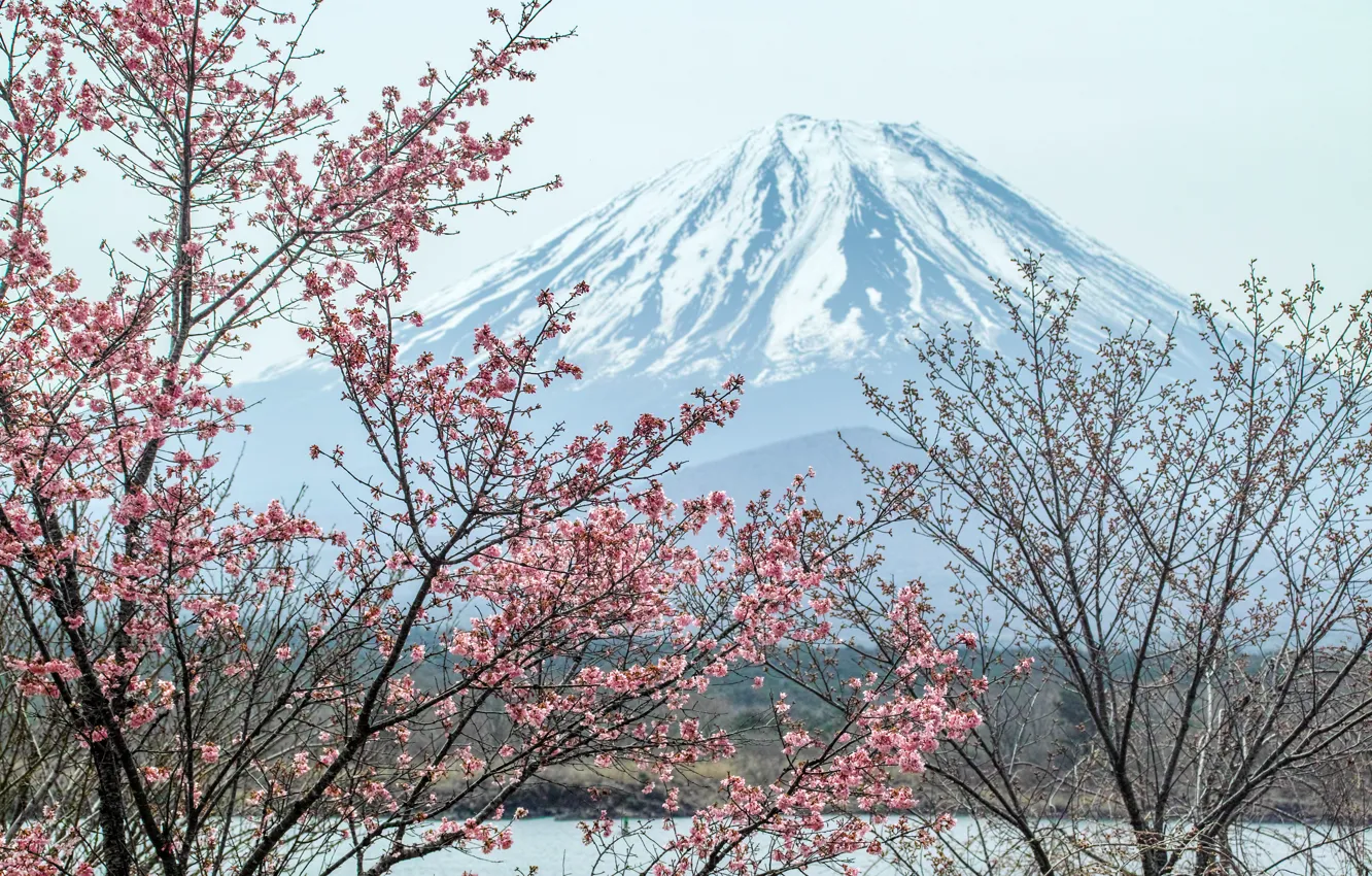 Photo wallpaper mountain, the volcano, Japan, Sakura, Fuji