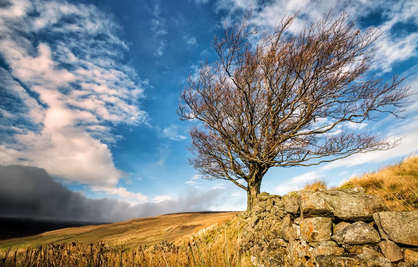 Photo wallpaper field, trees, landscape, the fence