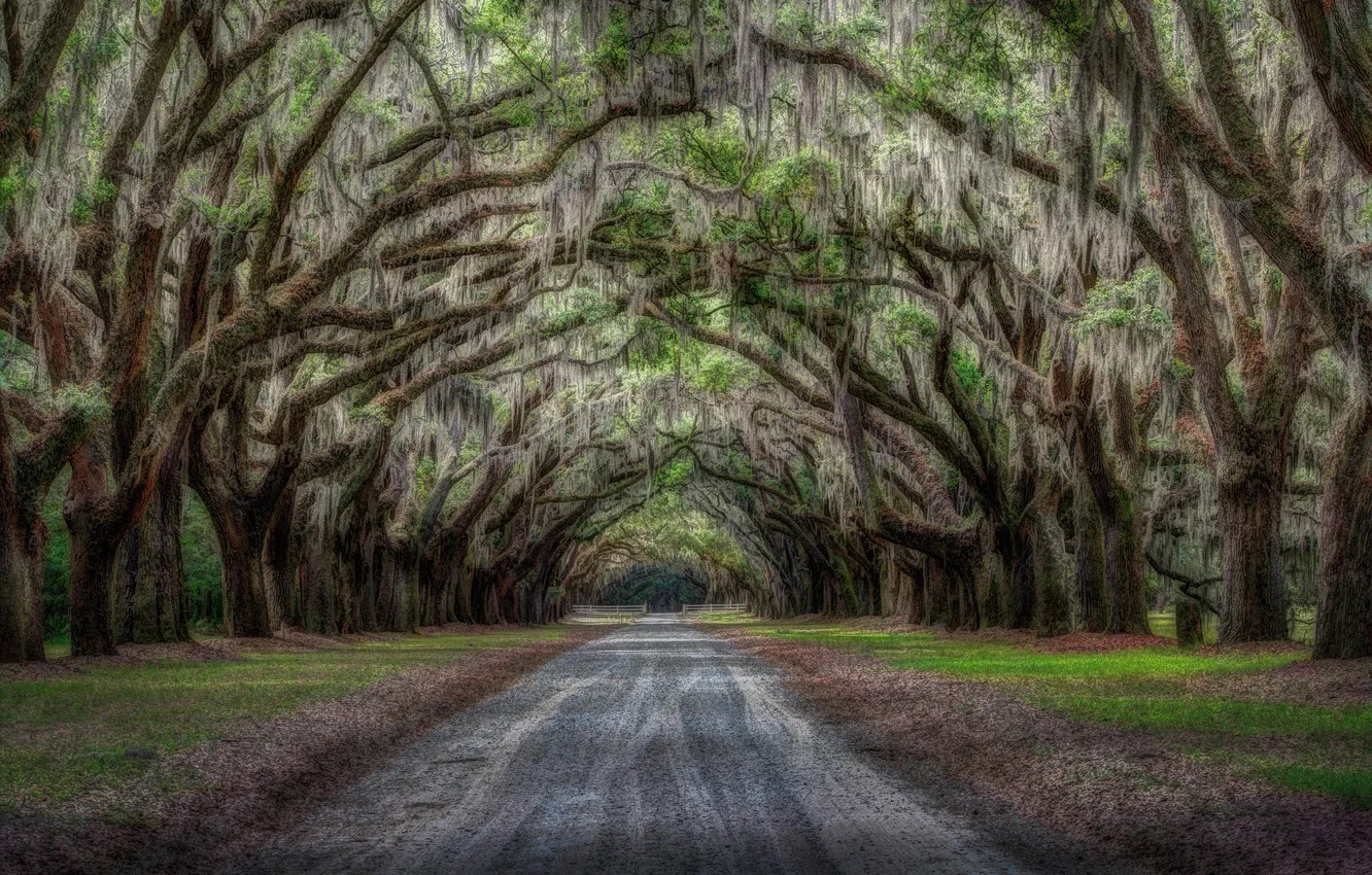 Photo wallpaper road, trees, nature