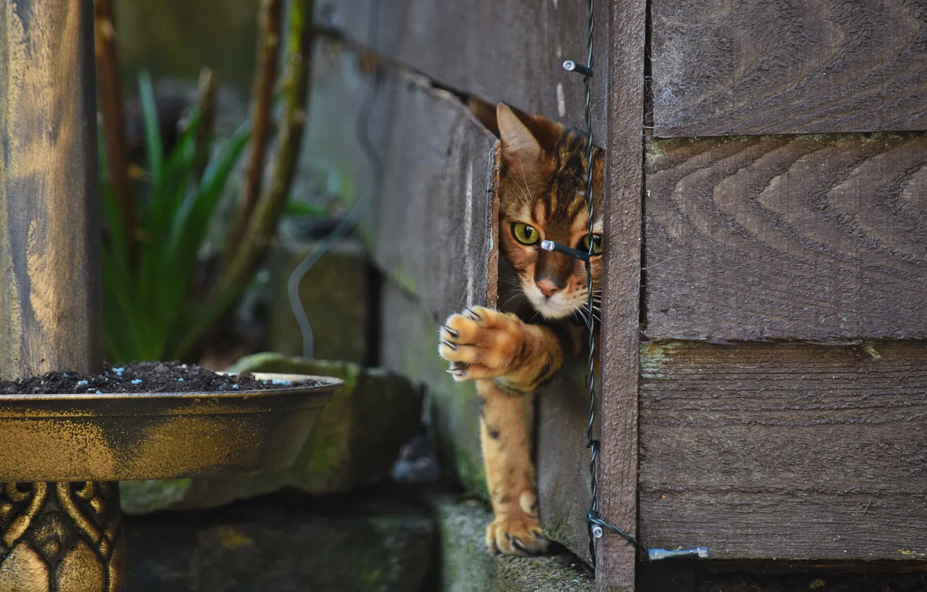 Photo wallpaper cat, paw, loophole