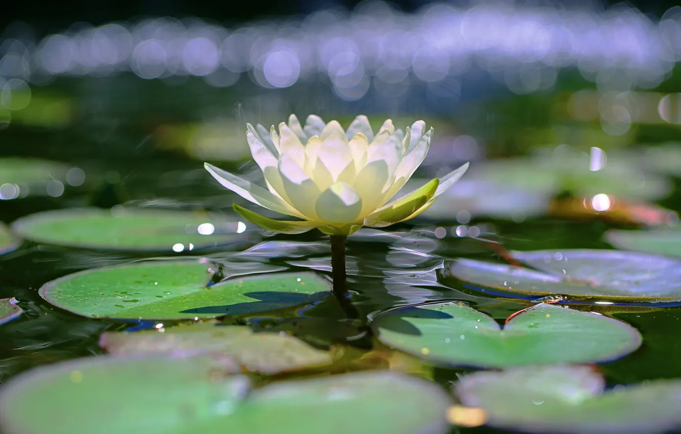 Photo wallpaper leaves, water, lake, water lilies