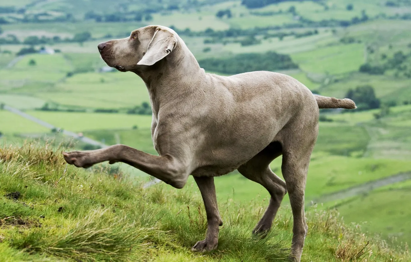 Photo wallpaper look, nature, each, dog