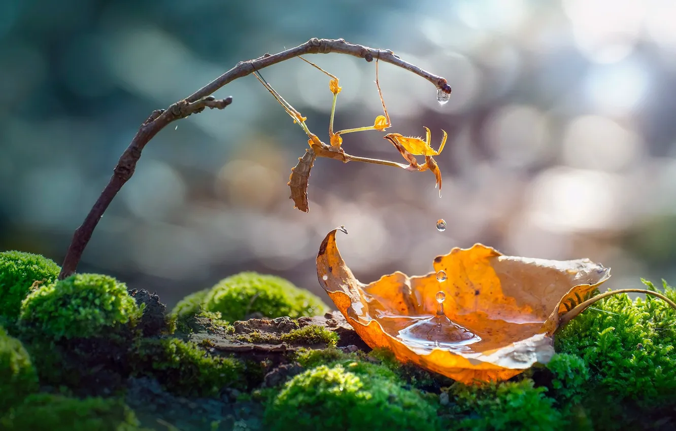 Photo wallpaper autumn, leaves, water, drops, branches, moss, mantis, insect