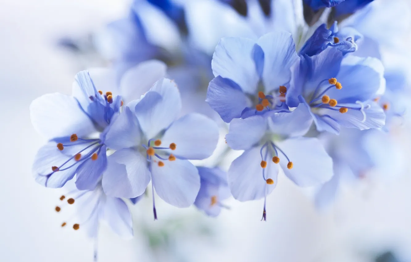 Photo wallpaper macro, flowers, blue, tenderness, beauty, Bud