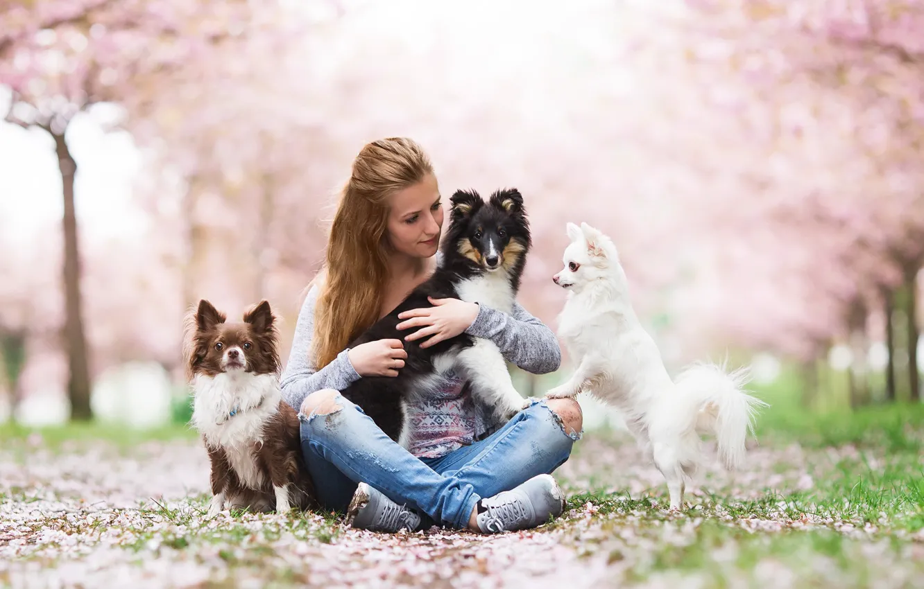 Photo wallpaper dogs, girl, mood, friends