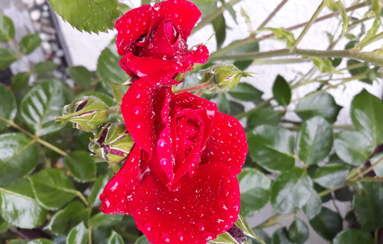 Photo wallpaper summer, rain, flowers