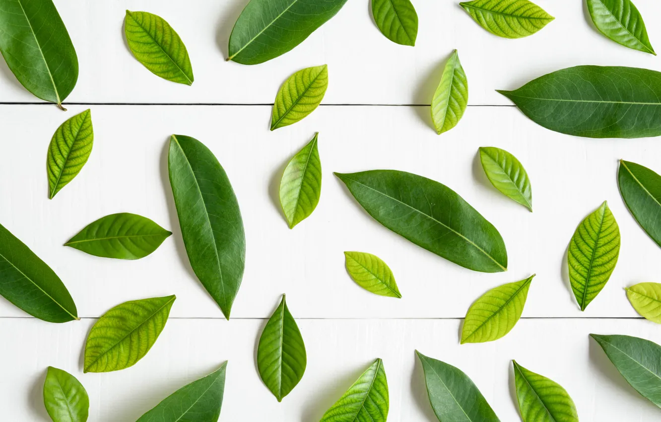 Photo wallpaper leaves, green, background, green, wood, background, leaves