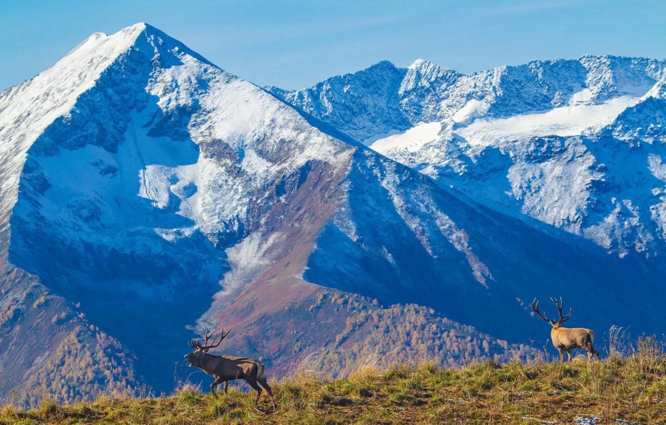 Photo wallpaper snow, tops, Mountains, slope, mountain animals